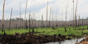 zimbabwe-deforestation