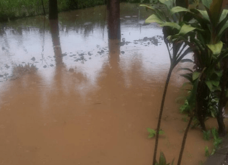 Flooding impacts urban agriculture in Zimbabwe