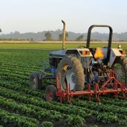 Promote agribusiness to attain SDGs: Global Experts